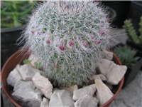 c977509d-mammilaria ili.JPG